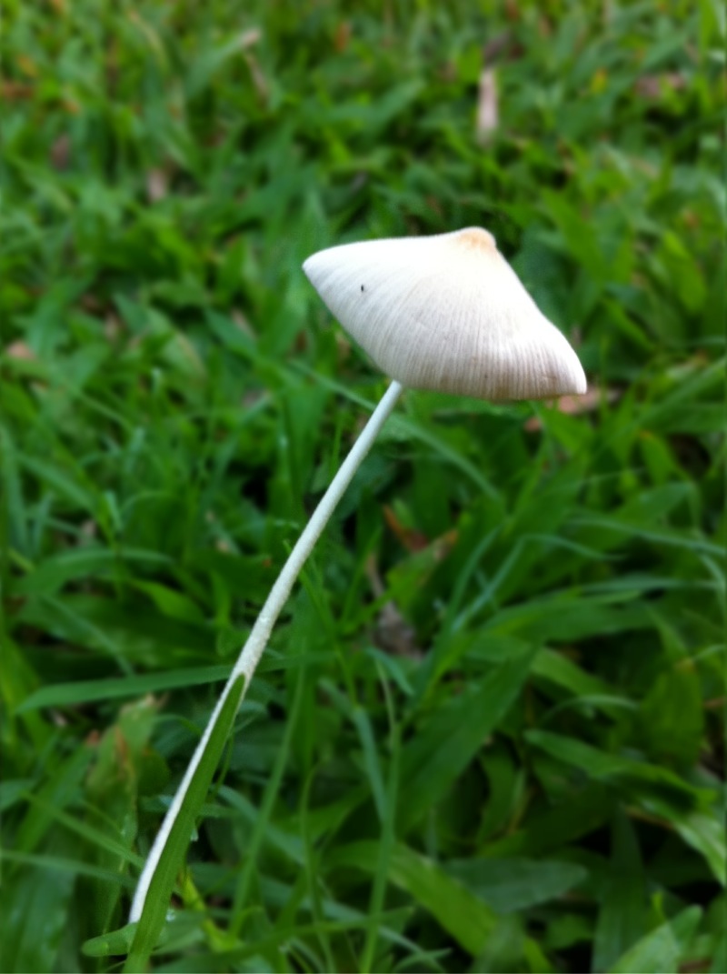 White dunce cap mushroom