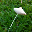 White dunce cap mushroom