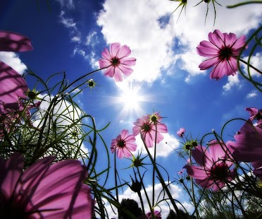 How to mod Flower Live Wallpaper patch 1.0 apk for android