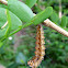 Zebra Longwing caterpillar