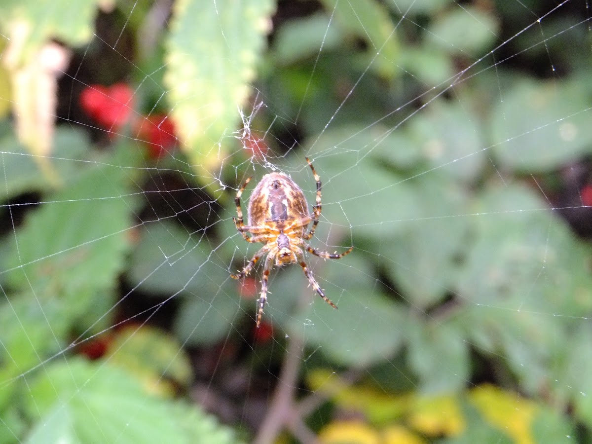 Cross orbweaver/ European garden spider