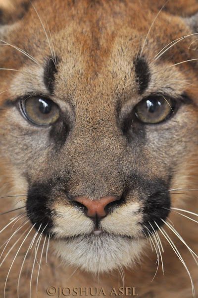 puma tool 6 test Lion Mountain  Noah  Baby Project