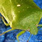 Southern Green Stink Bug (USA) or Green Vegetable Bug (Australia & New Zealand)