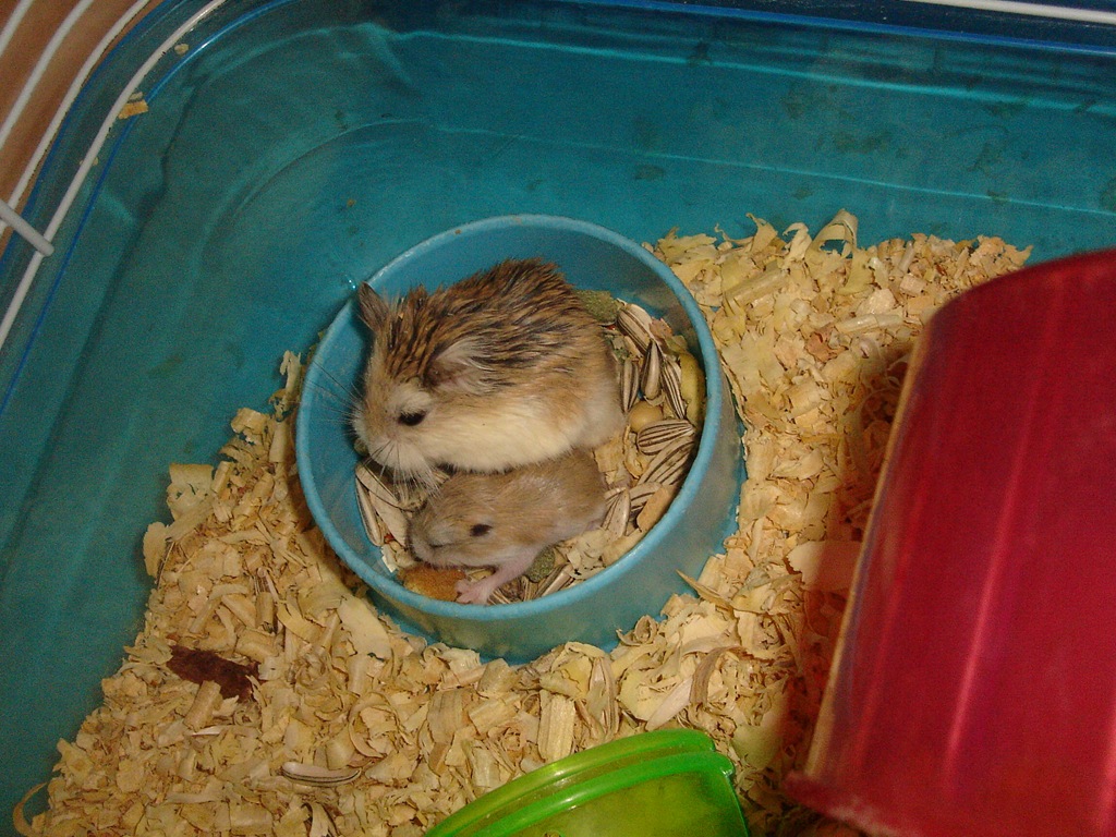 [Roborovsky hamster 7067[4].jpg]