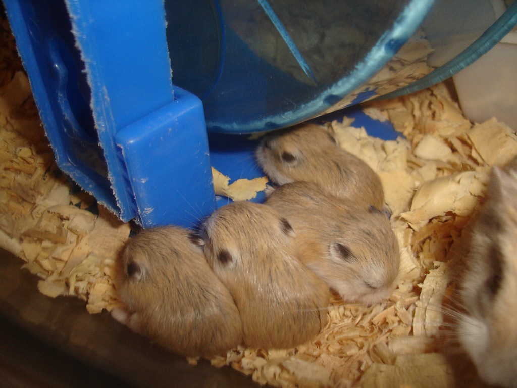 [Roborovsky hamster 7074[4].jpg]