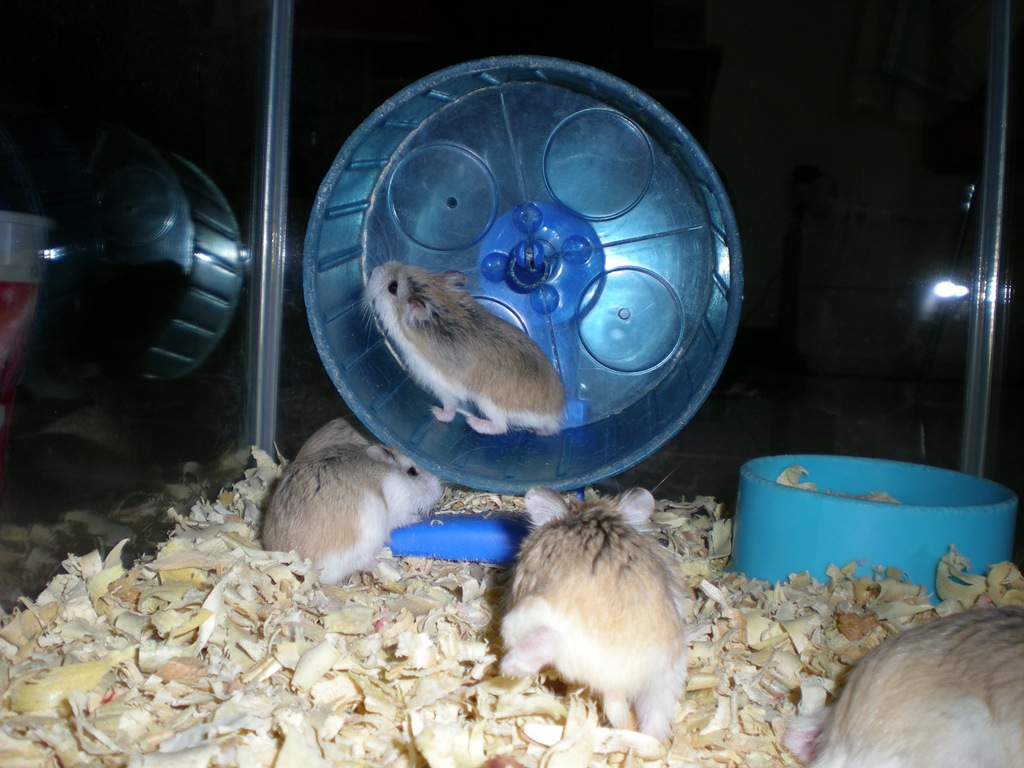 [HamsterRoborovskyCollection1064.jpg]