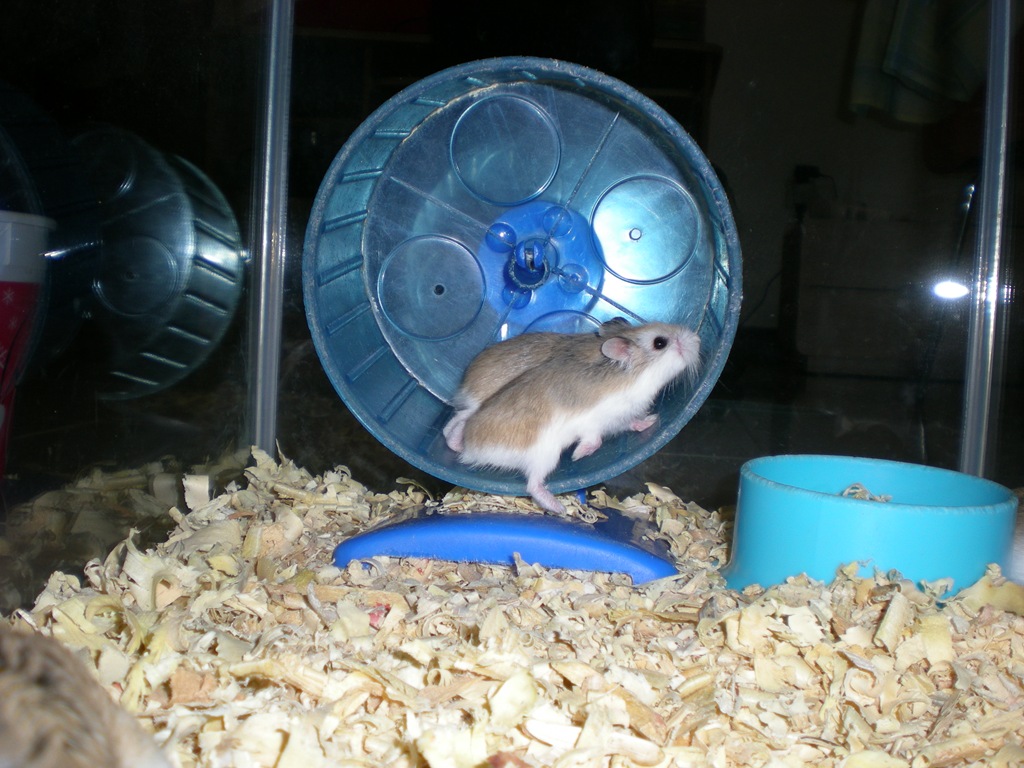 [HamsterRoborovskyCollection1074.jpg]