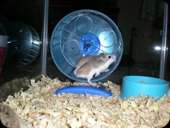 Hamster Roborovsky Collection (107)