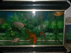My Sekarat Fish 3
