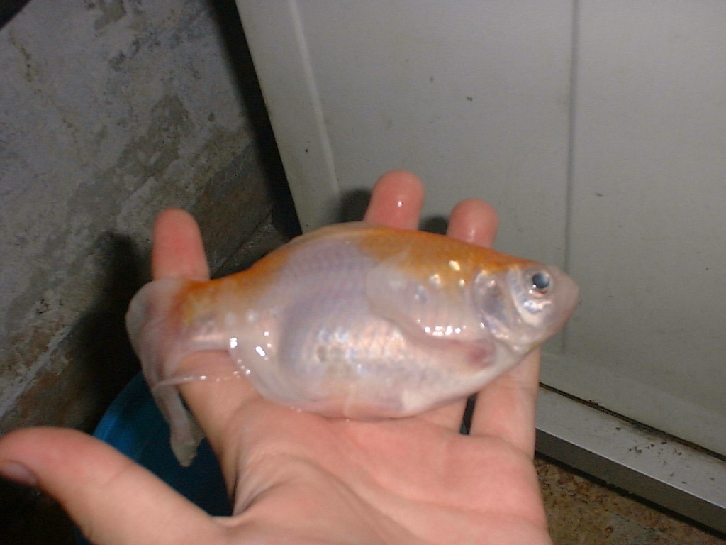 [MyRIPFish24.jpg]