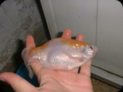My RIP Fish 2