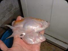 My RIP Fish 4