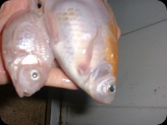My RIP Fish 5