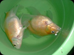 My Sekarat Fish 1