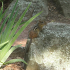 Eastern Chipmunk