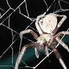Australian Grey House Spider