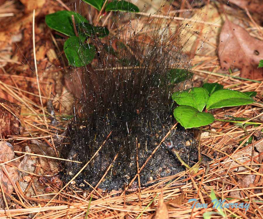 slime mold on bear scat