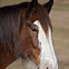 Clydesdale