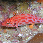 Coral hawkfish (Pixy hawkfish)