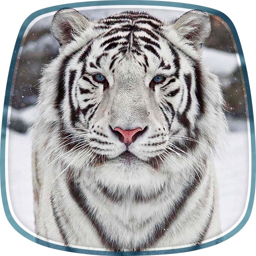 White Tiger Live Wallpaper LOGO-APP點子