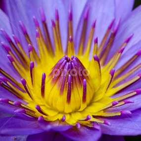 by Sanjay Nagaonkar - Flowers Single Flower