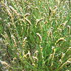 Native Sea Lavender