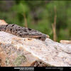 Banded Rock Rattlesnake