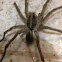 Nursery Web Spider