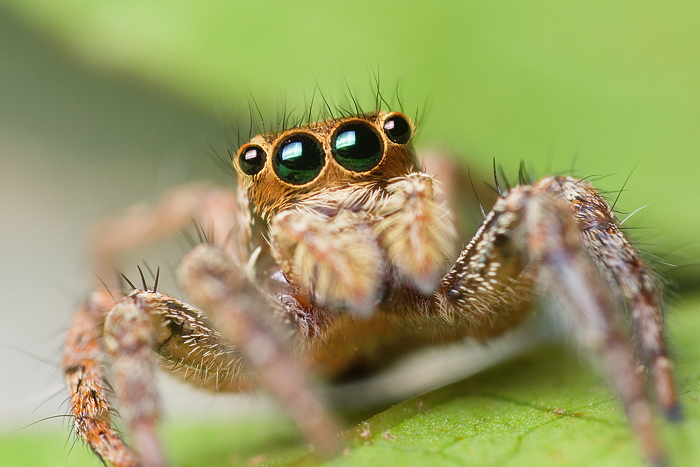 Female Plexippus Paykulli