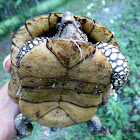 Eastern box turtle, male