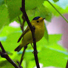 Wilson's Warbler