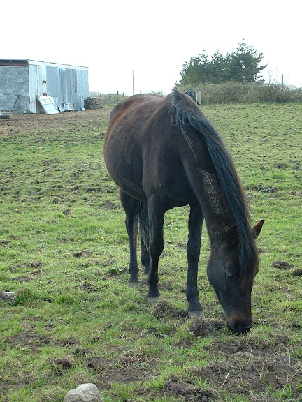 Fotos Gratis Animales - Caballo pastando frontal