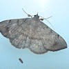 Velvetbean caterpillar moth