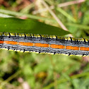 Brown-hooded Owlet Moth Caterpillar