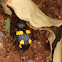 Yellow-Spotted Ground Beetle