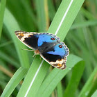 Blue Pansy