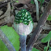 Jack-In-The -Pulpit