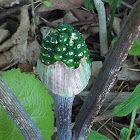 Jack-In-The -Pulpit