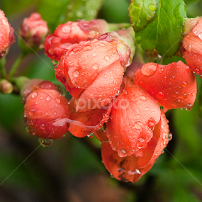 Flowering Quince by Arnaldo Ronca - Flowers Flowers in the Wild