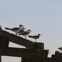 Laughing Gulls
