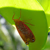 Lophopid planthopper