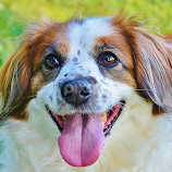 Kiss Me, It's Free! by Tim Hall -  