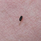 Tiny beetle