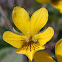 Yellow Violet