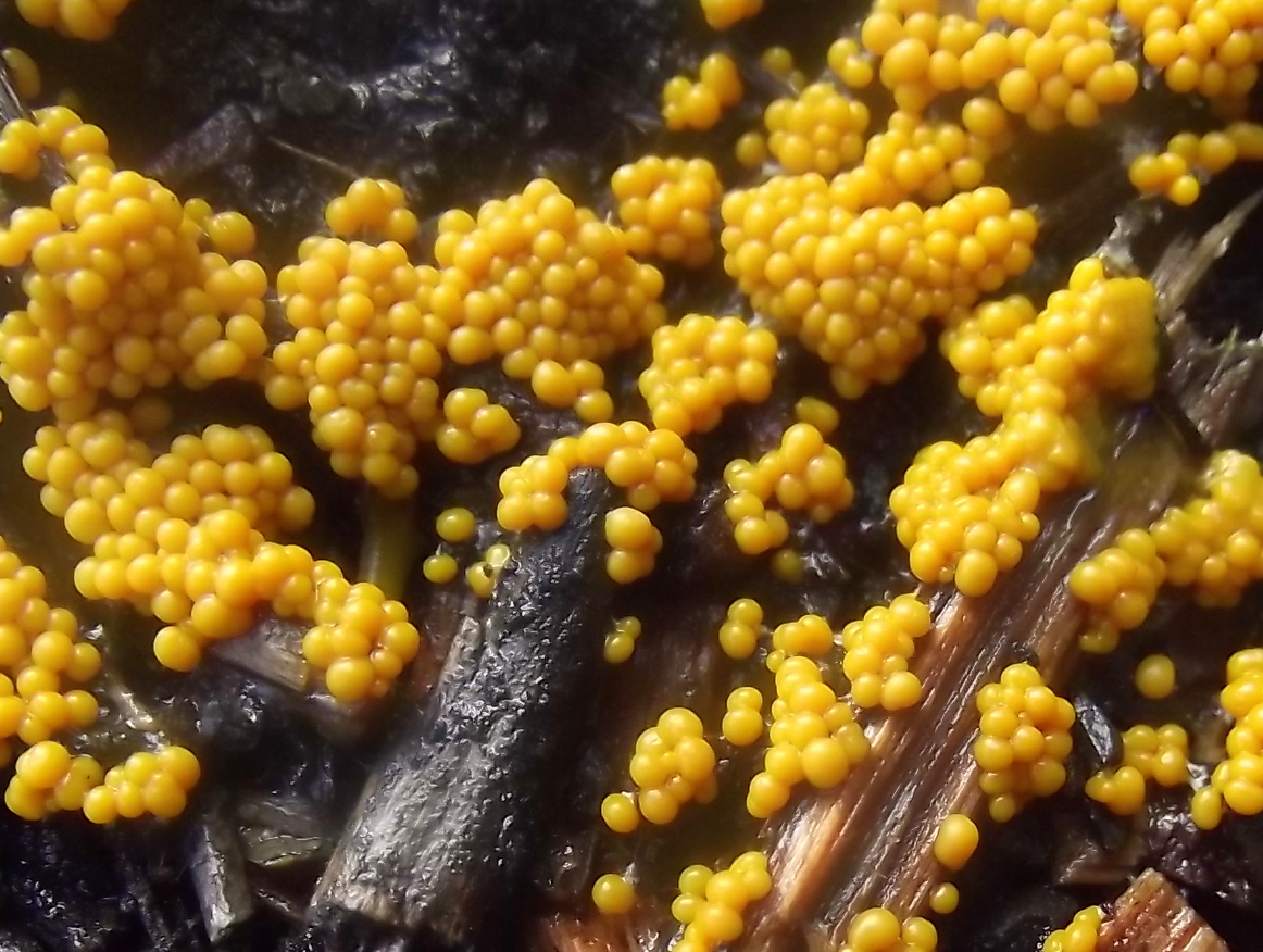 Yellow slime mould