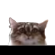 Inception Cat
