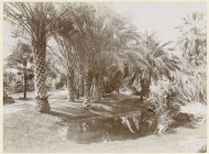 Palmentuin van villa Chauvassaignes, Menton