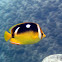 Fourspot Butterflyfish