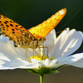 Butterfly by Leka Huie - Animals Insects & Spiders