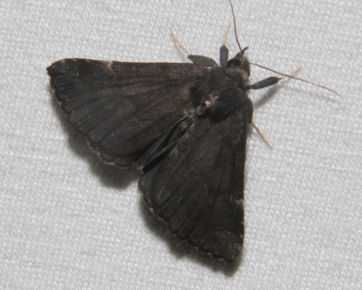 Sordid Bomolocha Moth #8448